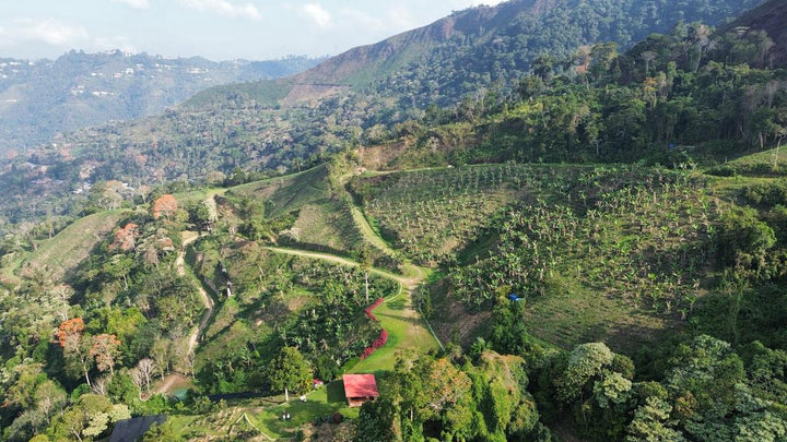 Finca Agua Fría en Miranda, Venezuela con cultivo de café en altitud de 1200 msnm rodeada de vegetación montañosa