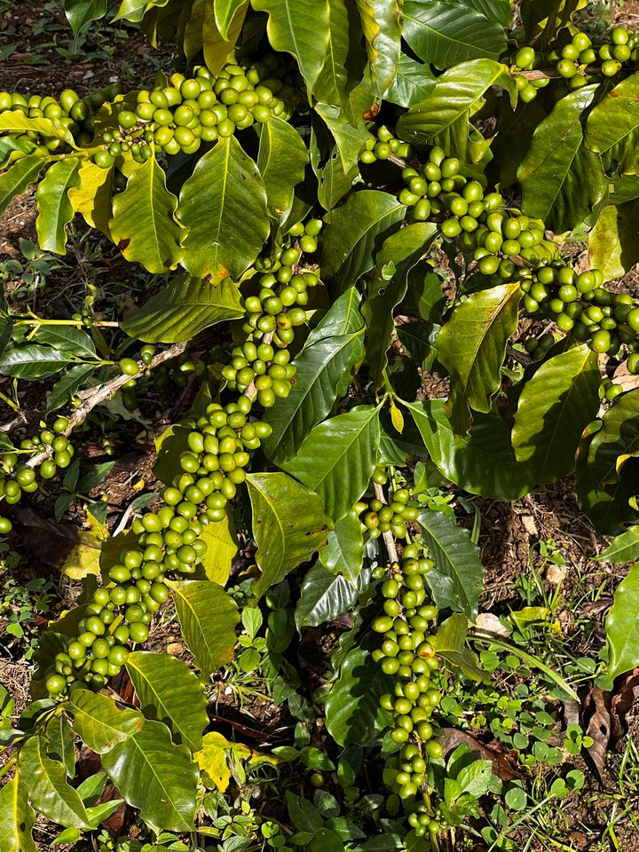 Frutos verdes de café Pink Bourbon en planta en finca Agua Fría, Miranda, Venezuela, cultivo a 1200 msnm, café de especialidad lavado y secado al sol.